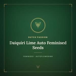 Daiquiri Lime Auto Feminised Seeds Daiquiri Lime Auto Feminised Seeds