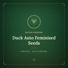 Duck Auto Feminised Seeds Duck Auto Feminised Seeds