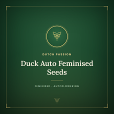 Duck Auto Feminised Seeds Duck Auto Feminised Seeds