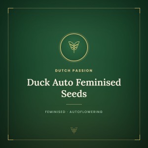 Duck Auto Feminised Seeds Duck Auto Feminised Seeds
