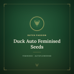 Duck Auto Feminised Seeds Duck Auto Feminised Seeds