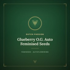 Glueberry O.G. Auto Feminised Seeds Glueberry O.G. Auto Feminised Seeds
