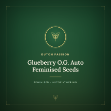 Glueberry O.G. Auto Feminised Seeds Glueberry O.G. Auto Feminised Seeds
