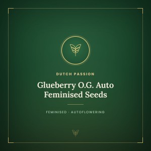 Glueberry O.G. Auto Feminised Seeds Glueberry O.G. Auto Feminised Seeds