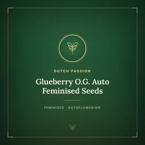 Glueberry O.G. Auto Feminised Seeds Glueberry O.G. Auto Feminised Seeds