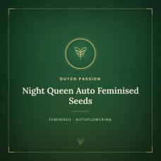 Night Queen Auto Feminised Seeds Night Queen Auto Feminised Seeds
