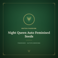 Night Queen Auto Feminised Seeds Night Queen Auto Feminised Seeds