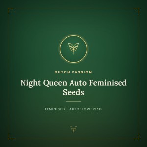 Night Queen Auto Feminised Seeds Night Queen Auto Feminised Seeds