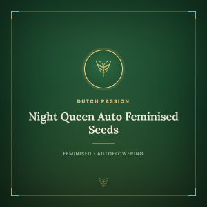Night Queen Auto Feminised Seeds Night Queen Auto Feminised Seeds