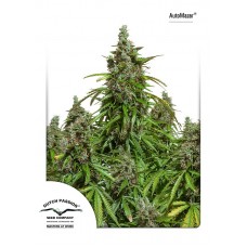 Mazar Auto Feminised Seeds Mazar Auto Feminised Seeds