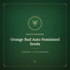 Orange Bud Auto Feminised Seeds Orange Bud Auto Feminised Seeds