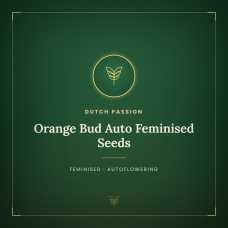 Orange Bud Auto Feminised Seeds Orange Bud Auto Feminised Seeds