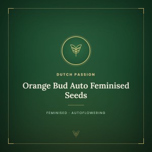 Orange Bud Auto Feminised Seeds Orange Bud Auto Feminised Seeds