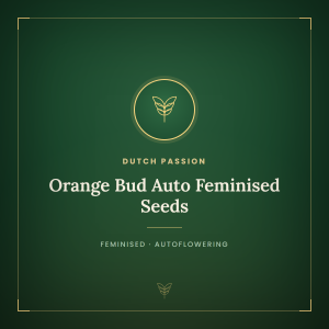 Orange Bud Auto Feminised Seeds Orange Bud Auto Feminised Seeds