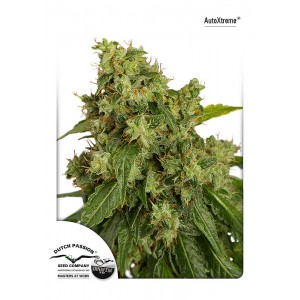 Xtreme Auto Feminised Seeds Xtreme Auto Feminised Seeds