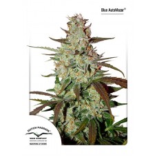 Blue Mazar Auto Feminised Seeds Blue Mazar Auto Feminised Seeds