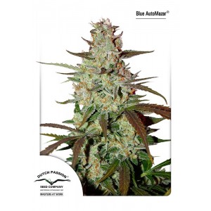 Blue Mazar Auto Feminised Seeds Blue Mazar Auto Feminised Seeds