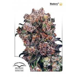 Blueberry Feminised Seeds Blueberry Feminised Seeds