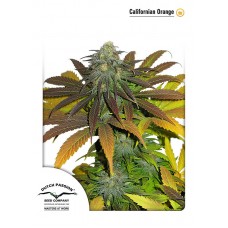 Californian Orange Feminised Seeds Californian Orange Feminised Seeds