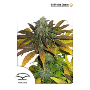 Californian Orange Feminised Seeds Californian Orange Feminised Seeds