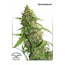 Compassion Lime CBD Auto Feminised Seeds Compassion Lime CBD Auto Feminised Seeds