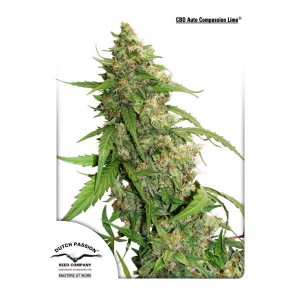 Compassion Lime CBD Auto Feminised Seeds Compassion Lime CBD Auto Feminised Seeds