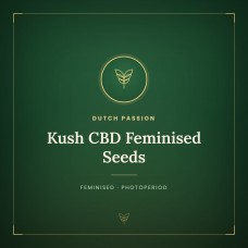 Kush CBD Feminised Seeds Kush CBD Feminised Seeds