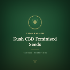 Kush CBD Feminised Seeds Kush CBD Feminised Seeds