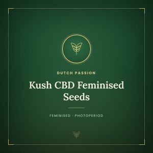 Kush CBD Feminised Seeds Kush CBD Feminised Seeds