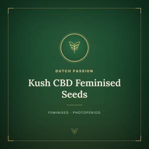 Kush CBD Feminised Seeds Kush CBD Feminised Seeds