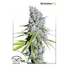 Skunk Haze CBD Feminised Seeds Skunk Haze CBD Feminised Seeds