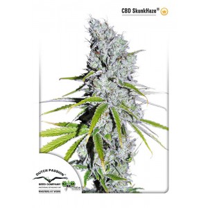 Skunk Haze CBD Feminised Seeds Skunk Haze CBD Feminised Seeds