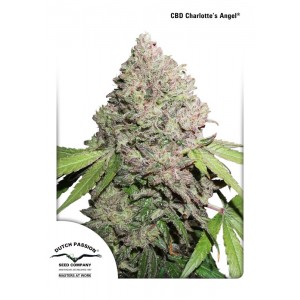 Charlotte's Angel CBD Feminised Seeds Charlotte's Angel CBD Feminised Seeds