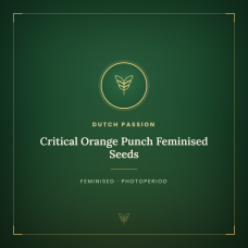 Critical Orange Punch Feminised Seeds Critical Orange Punch Feminised Seeds