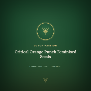 Critical Orange Punch Feminised Seeds Critical Orange Punch Feminised Seeds