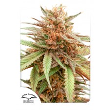 Durban Dew Feminised Seeds Durban Dew Feminised Seeds