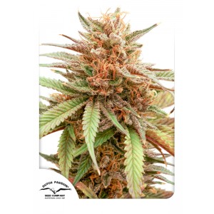 Durban Dew Feminised Seeds