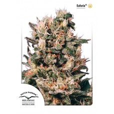 Euforia Feminised Seeds Euforia Feminised Seeds