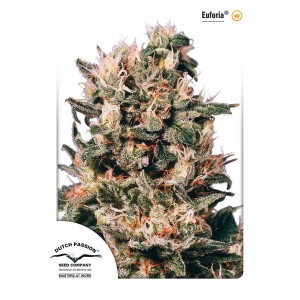 Euforia Feminised Seeds Euforia Feminised Seeds