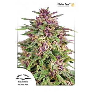 Frisian Dew Feminised Seeds Frisian Dew Feminised Seeds