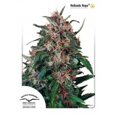 Holland's Hope Feminised Seeds Holland's Hope Feminised Seeds