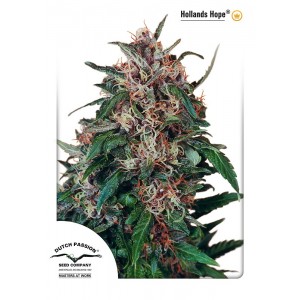 Holland's Hope Feminised Seeds Holland's Hope Feminised Seeds