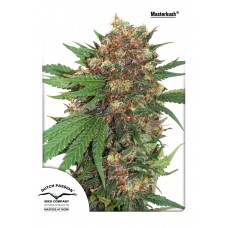 Master Kush Feminised Seeds Master Kush Feminised Seeds