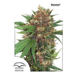 Master Kush Feminised Seeds Master Kush Feminised Seeds