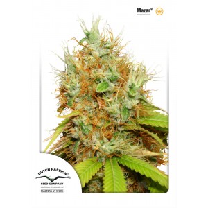 Mazar Feminised Seeds Mazar Feminised Seeds