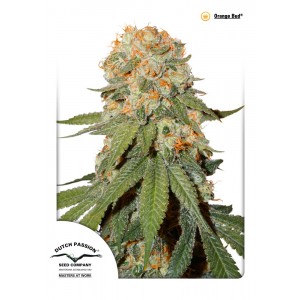 Orange Bud Feminised Seeds Orange Bud Feminised Seeds