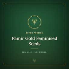 Pamir Gold Feminised Seeds Pamir Gold Feminised Seeds