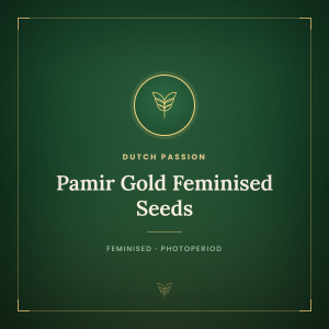 Pamir Gold Feminised Seeds Pamir Gold Feminised Seeds