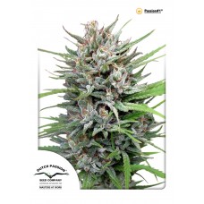 Passion #1 Feminised Seeds Passion #1 Feminised Seeds