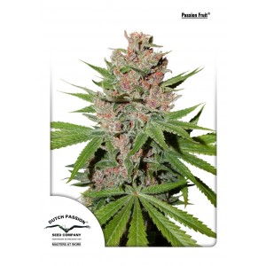 Passion Fruit Feminised Seeds Passion Fruit Feminised Seeds